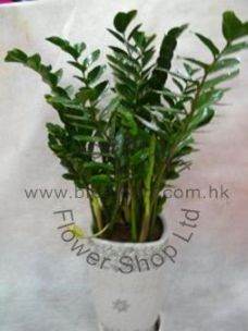 CODE 12995 - Zamioculcas